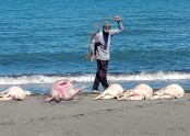 오리엔탈 민도로에서 죽은 돼지들.jpg