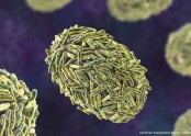 Monkeypox-virus-particles-illustration_CNNPH.jpg