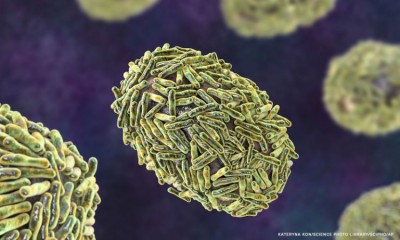 Monkeypox-virus-particles-illustration_CNNPH.jpg